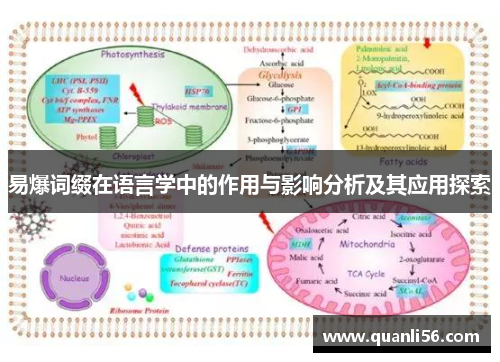 易爆词缀在语言学中的作用与影响分析及其应用探索 易爆词缀在语言学中的作用与影响分析及其应用探索